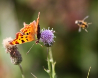 Comma and fly