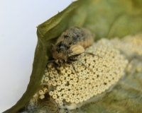 Female Vapour Moth