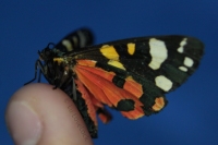 Scarlet Tiger Moth