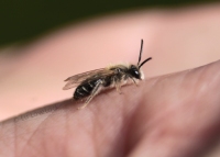 Tiny-little bee at Kinver Edge